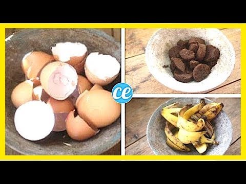 Vidéo: Comment Nourrir Les Oignons Pour Qu'ils Soient Gros: Engrais Organiques Et Minéraux, Remèdes Populaires