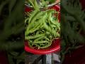 Harvest to Kitchen - Preserving Green Beans