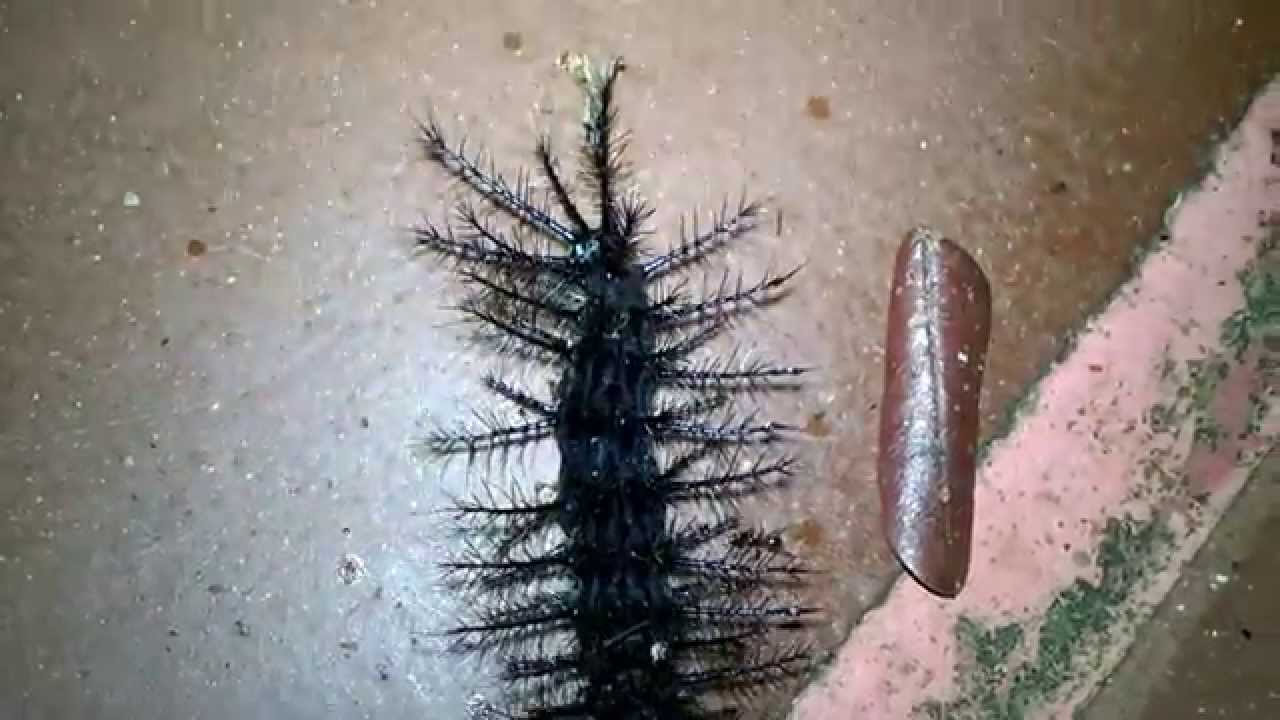 Dead caterpillar YouTube