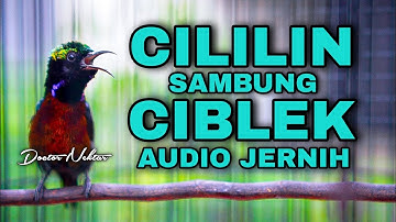 KONIN ISIAN CILILIN SAMBUNG BREN CIBLEK AUDIO JERNIH COCOK BUAT MASTERAN KOLIBRI NINJA JUARA