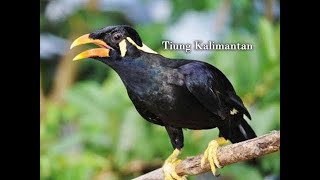 suara pikat burung tiung