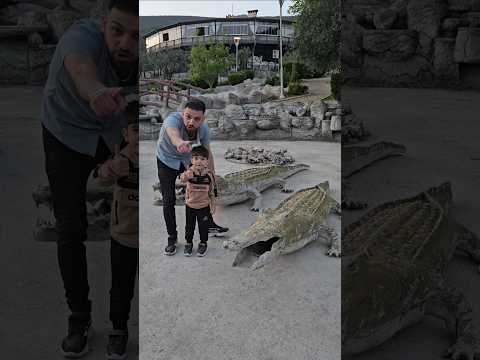 اذا بادكون نطلع من بين التمسايح اشتركوا بالقناة خلودة شفا تمساح عالم ألفت  نت ضعيف