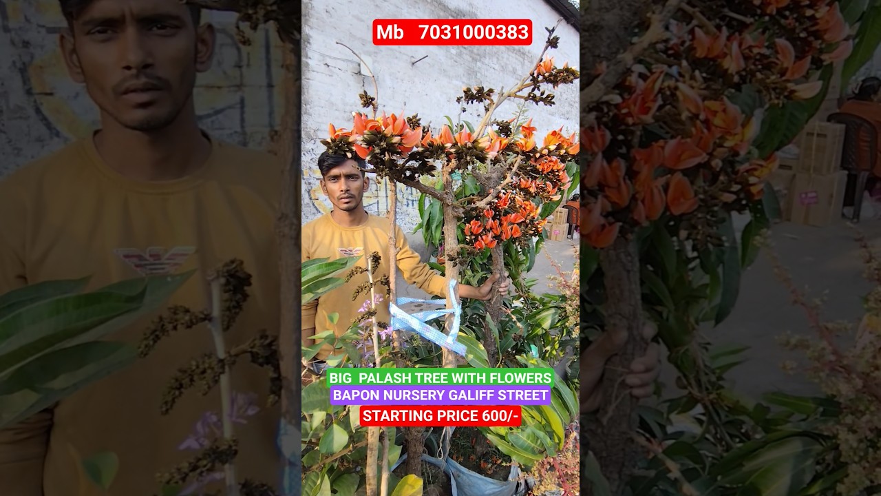 Stunning Very Big Palash Tree 