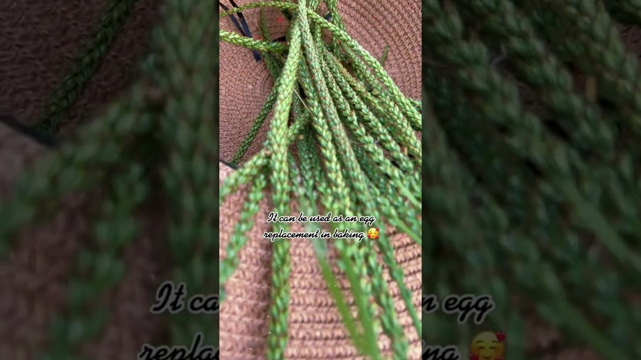 Foraging Plantain seeds as a Chia/Egg Replacement.