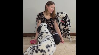 The truth about Dalmatian shedding