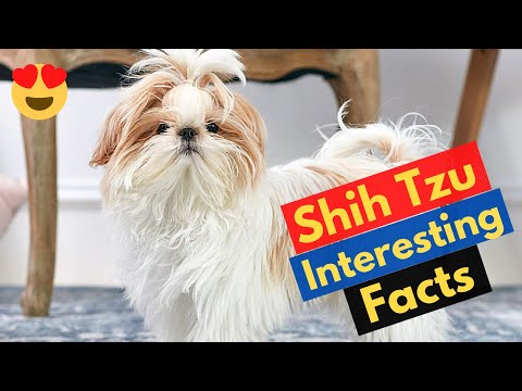 9 Fluffy Facts About The Shih Tzu Dogs