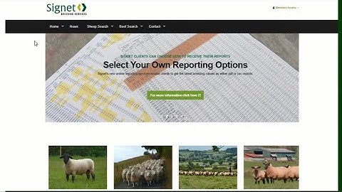 Signet database tutorial: finding performance recorded sheep for sale
