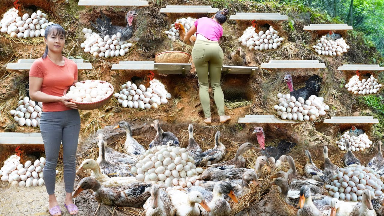 REWIND TIMELAPSE -- 866Days Build Many Nests For Ducks And Hens To Lay Egg - Harvest Lots Of Eggs