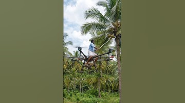 Futuristic Drone Harvesting Coconuts in Lush Green Farms#shorts