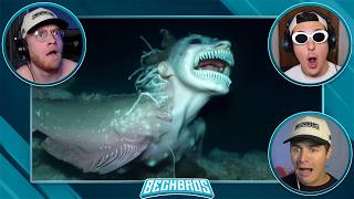 Mythical Ocean Creatures You Won't Believe Are Real