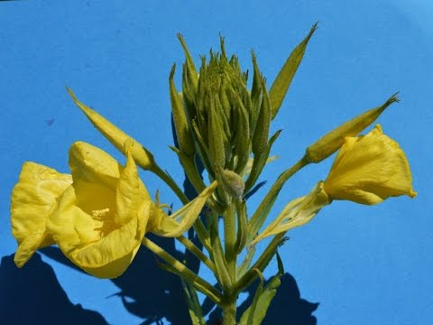 Video: Cómo cultivar plantas de onagra amarilla