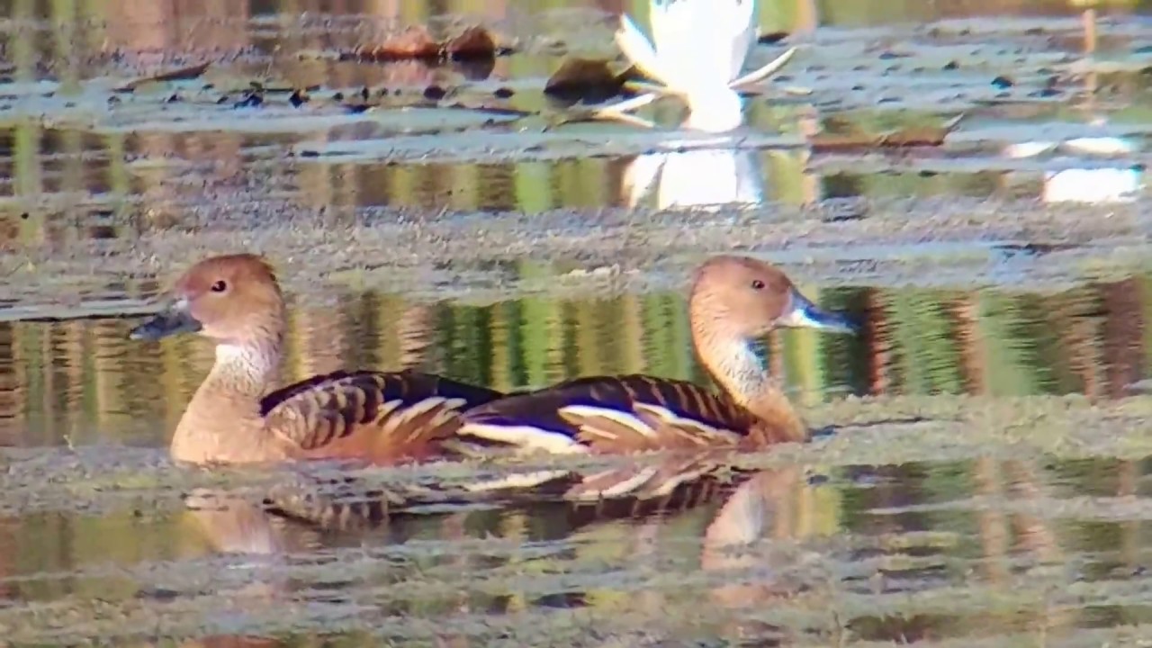 Fulvous Whistling-Ducks