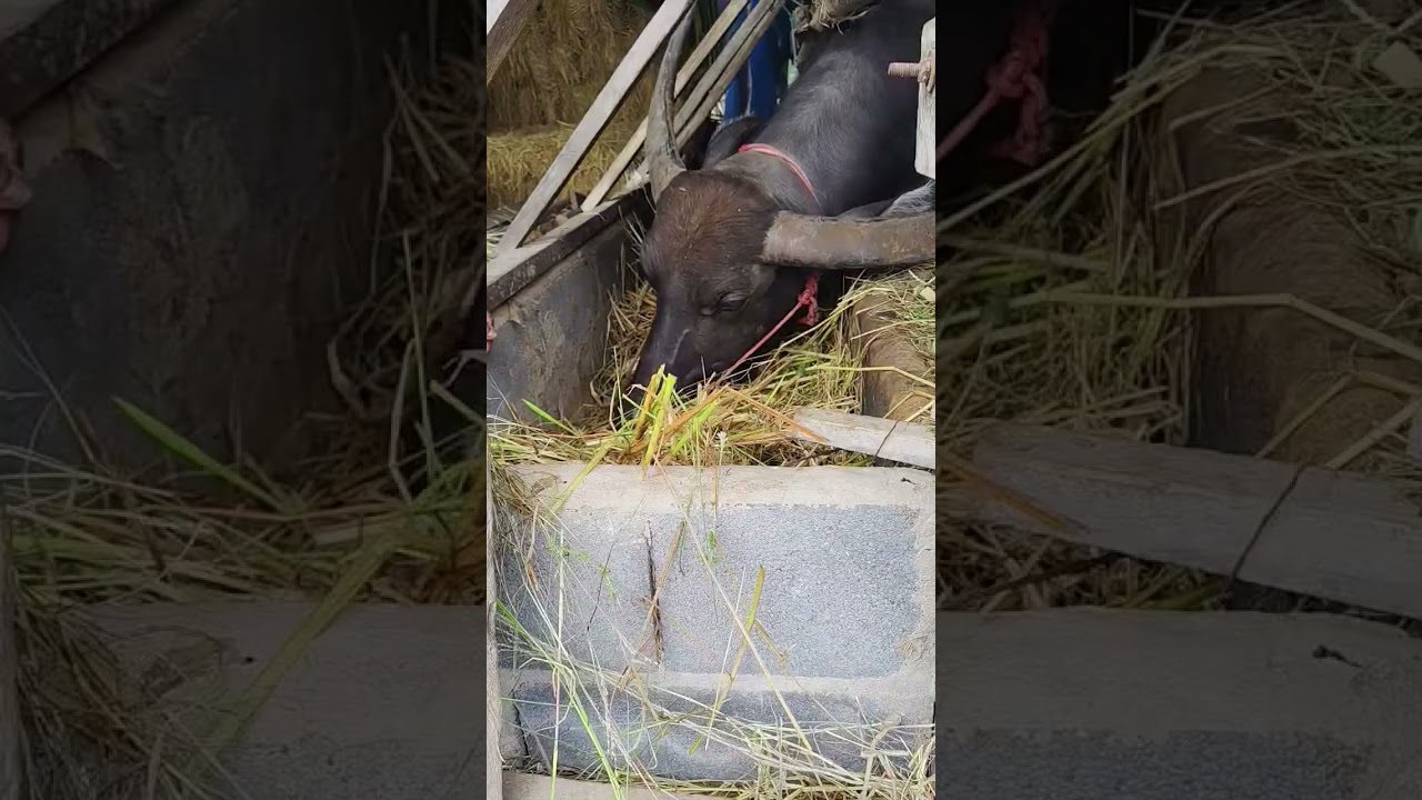 This is happiness that can't be bought. Homemade happiness. Everyday happiness. Grandma is so happy