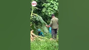 Người đàn ông tử vong trong rừng, xung quanh có dấu chân nghi của voi