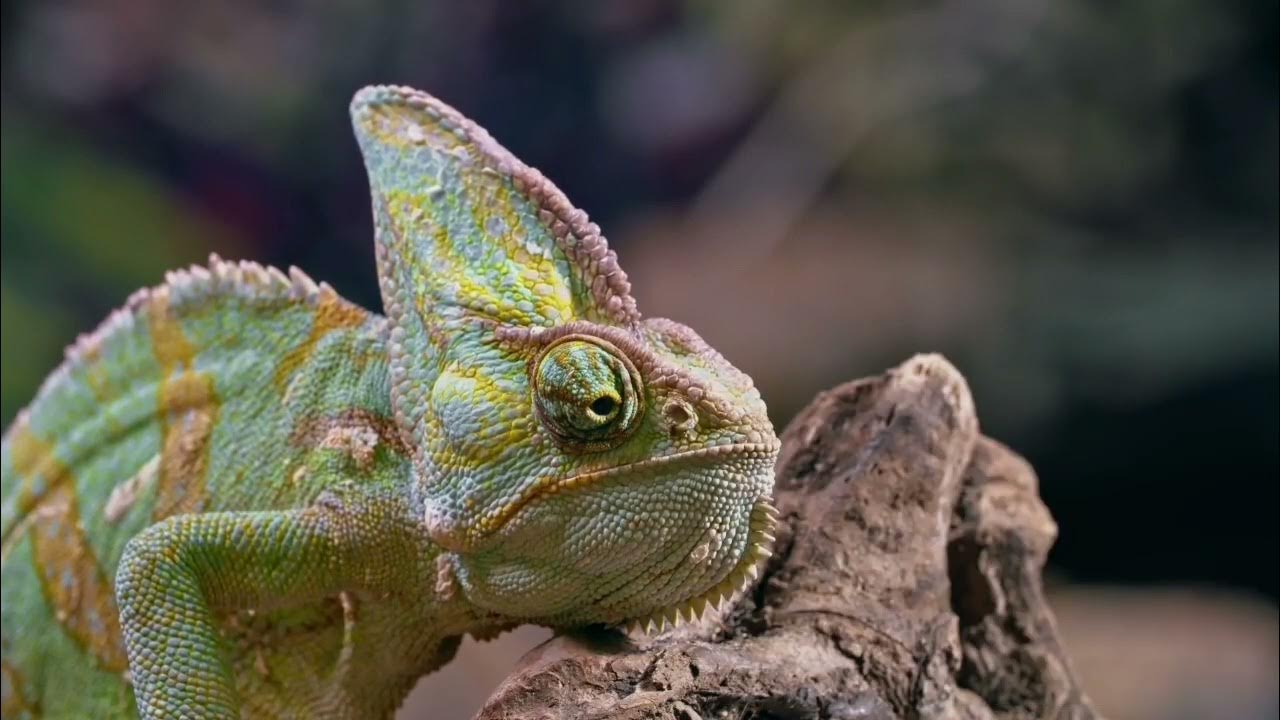 Хамелеон. Загадочный хамелеон. Удивительное пресмыкающееся. Хамелеон хамелеон Лено.