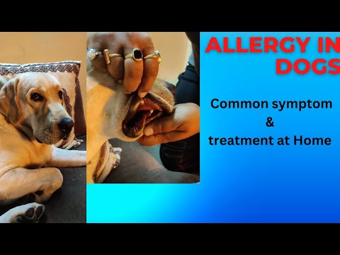 Labrador retriever चेहरा सूज गया जैक्सन का ||How we taken care at Home||Puppy Care