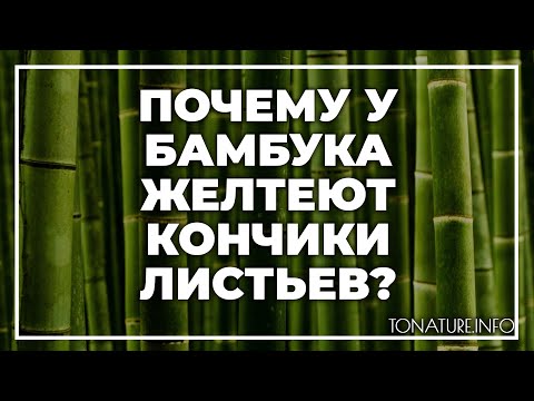 Почему у бамбука желтеют кончики листьев? | toNature.Info