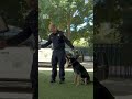 First CHP springer spaniel among new K-9 graduates from California academy