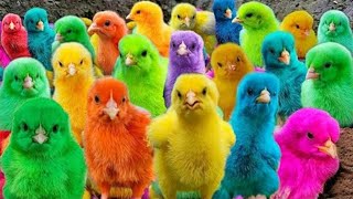 Download Lagu Tangkap Ayam Lucu, Ayam Warna Warni, Ayam Rainbow Gokil, Kelinci, Kucing Lucu, Bebek, Hewan Lucu #06 MP3 Download Lagu Tangkap Ayam Lucu, Ayam Warna Warni, Ayam Rainbow Gokil, Kelinci, Kucing Lucu, Bebek, Hewan Lucu #06 MP3