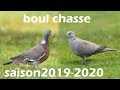 Chasse aux pigeon ramier tourterelle turque dans le nord 59saison 20192020