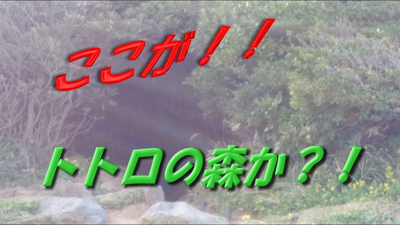 糸島 トトロ の 森