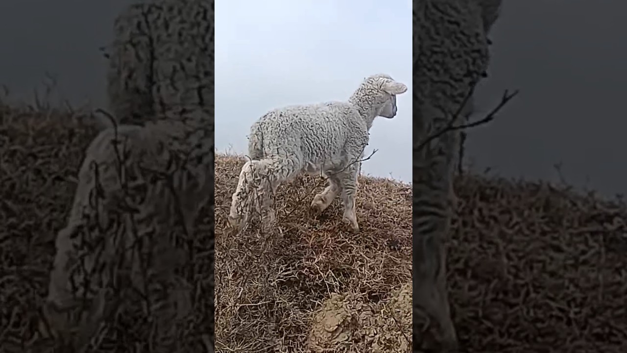 #lamb