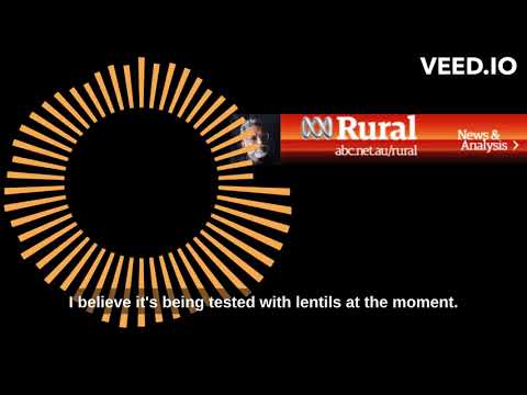AI Assessment of Grain : SA Country Hour Interview
