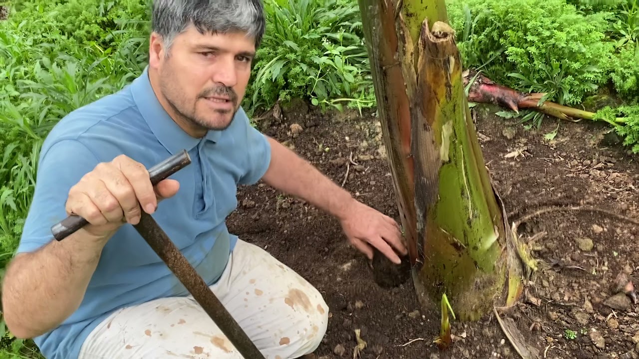 YENİ DİKİM MUZ DA FİDA AYARI ZİRAAT MÜHENDİSİ MURAT ALTAY