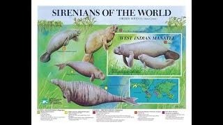 How Many Species Of Manatees Are There?