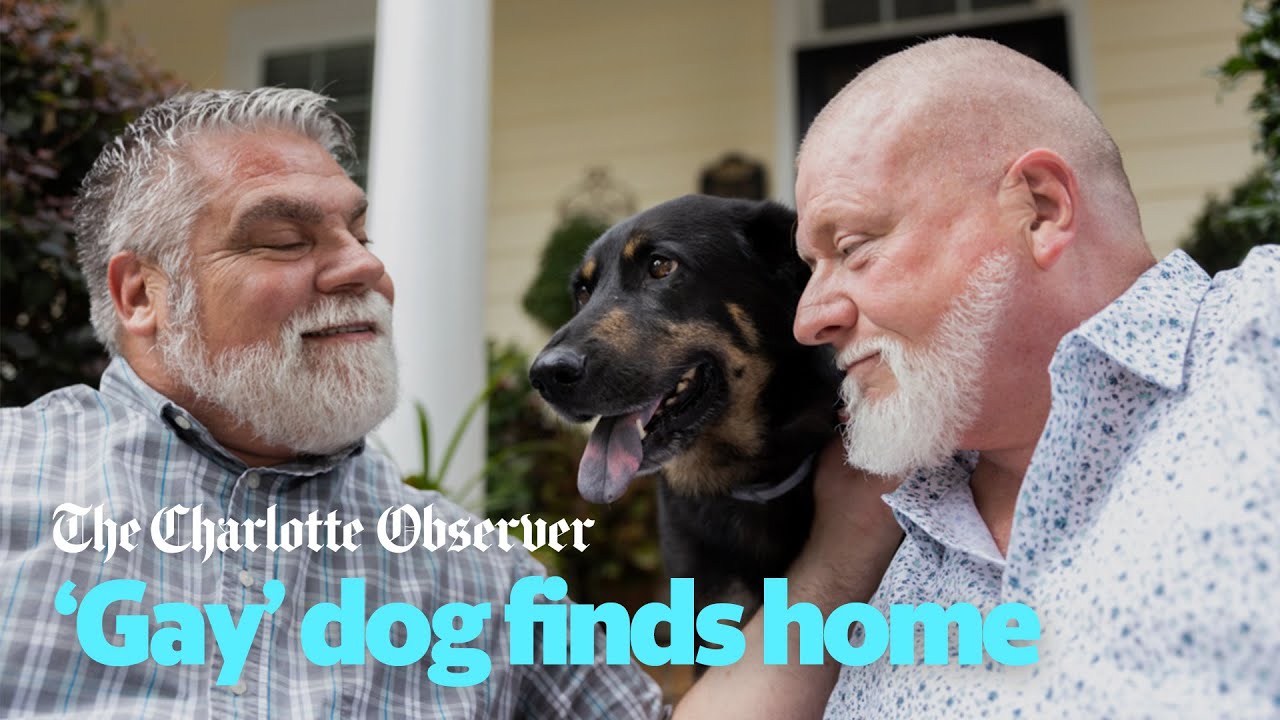 Once unwanted, NC 'gay dog' now has loving owners, a new friend and a  mission - YouTube