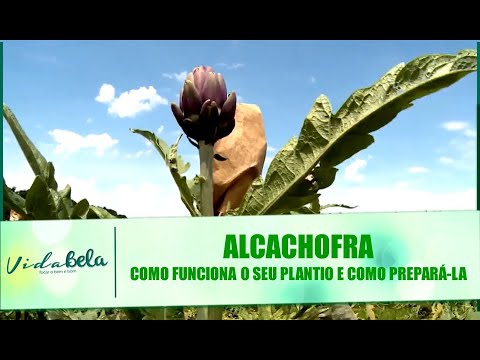Vídeo: Como Cultivar Uma Alcachofra