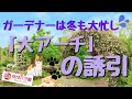 京成バラ園　冬支度「大アーチ」つるバラの誘引(改定版)