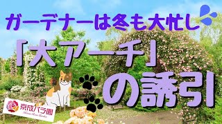 京成バラ園 冬支度 大アーチ つるバラの誘引 改定版 Youtube