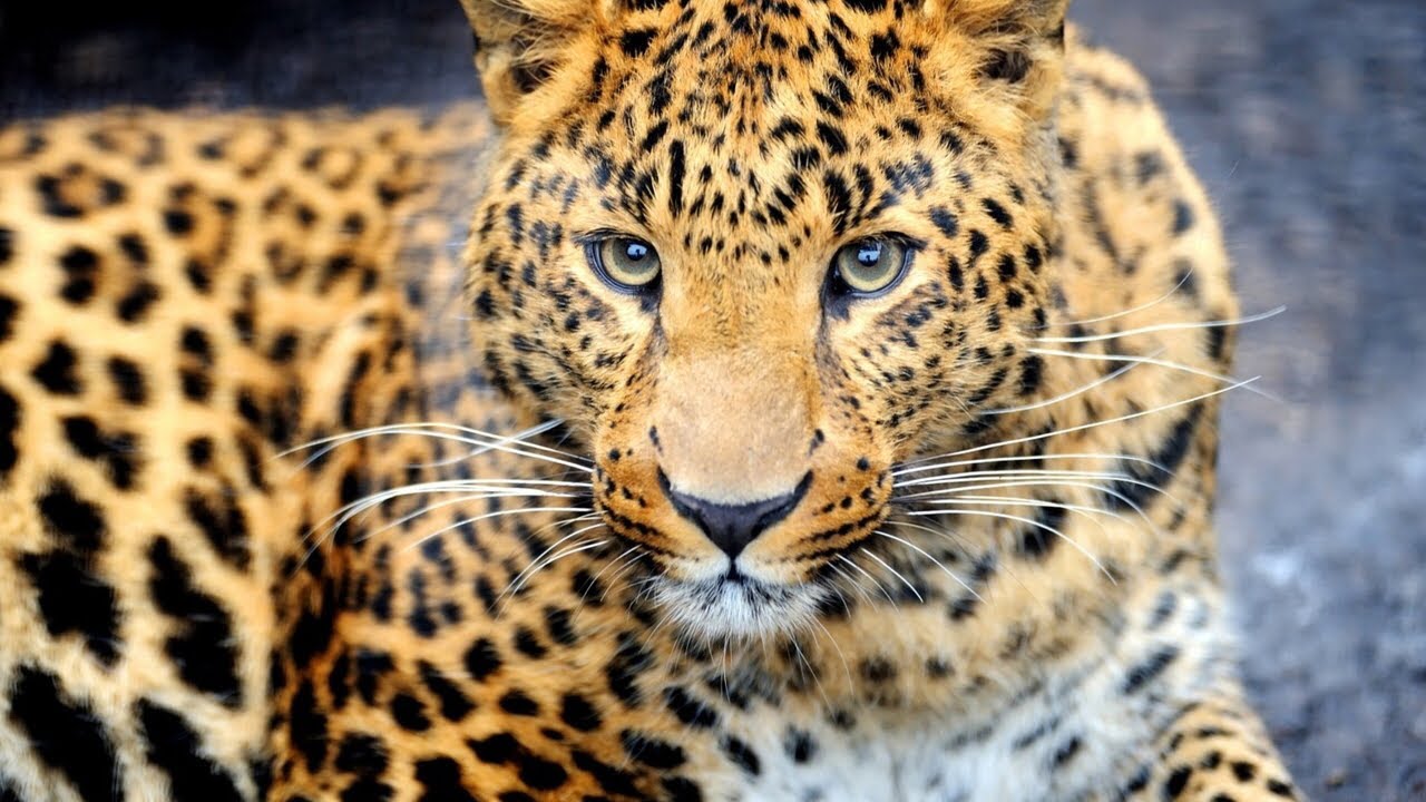 Леопард на ногтях гель лаком/Животные гель лаками/Дизайн гель лаком Animal