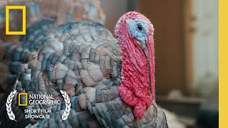 Meet Fred the Tap-Dancing Turkey | Short Film Showcase | National Geographic