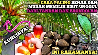 Cara Memilih Biji Sawit Untuk Dijadikan Bibit