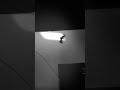 『あなたはこの世界に耐えられますか？』LIMBO チャプター38「天国と地獄の狭間」1minuteカケル86 #limbo #indiegame #ペンギン兄弟