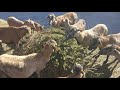 Owce kameruńskie odc  12