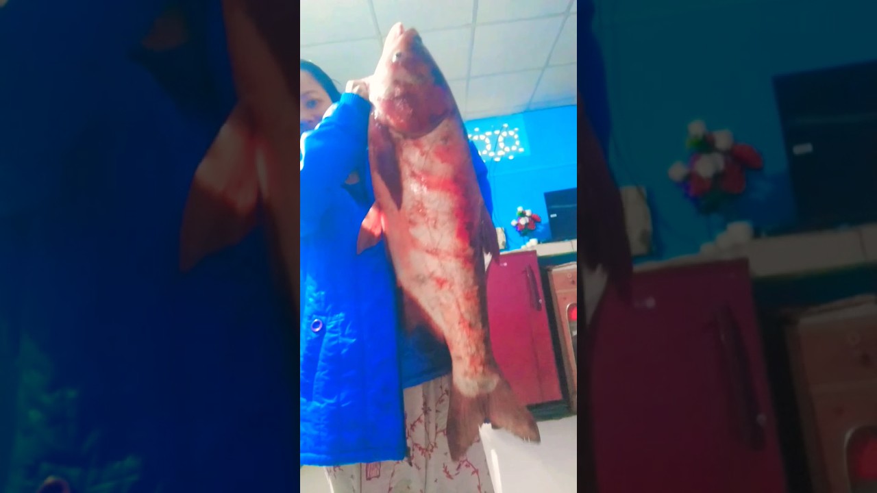 13kg fish 🐟🐟