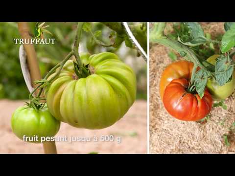 Vidéo: Les meilleurs remèdes populaires pour l'ovaire de tomates