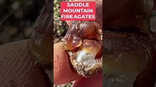 Finding Fire Agates: Saddle Mountain Rockhounding Adventure
