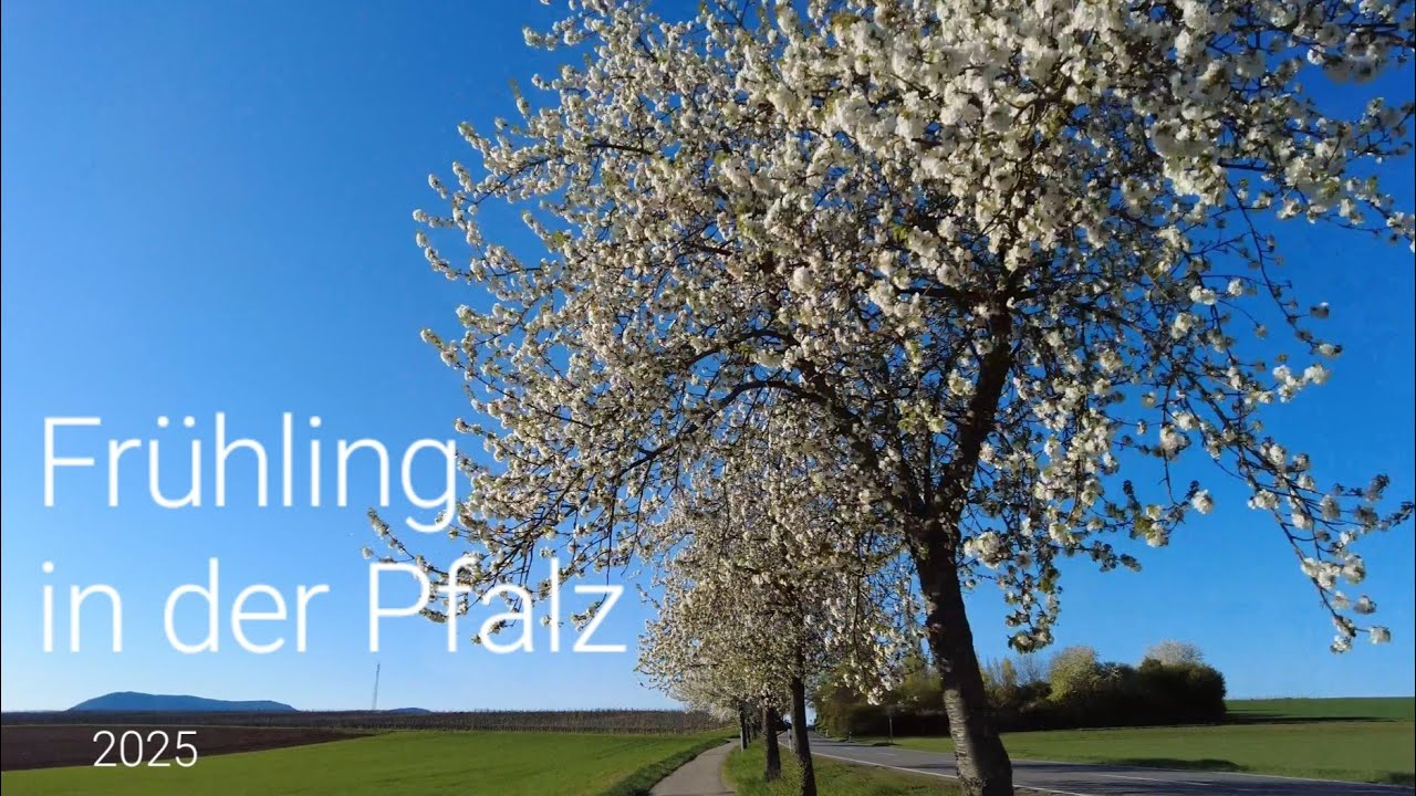 Frühling in der Pfalz