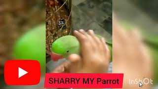 Talking parrots | funny parrot video | shaarymyparrot #talkingparrot #myparrot #funnyparrotvideo screenshot 5