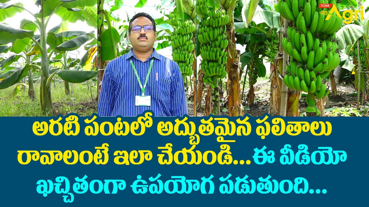 Arati Thota | Banana Farming | అరటి పంటలో అద్భుతమైన ఫలితాలు రావాలంటే ఇలా చేయండి... Tone Agri