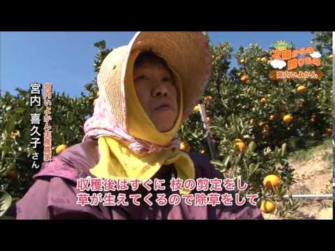 Jaえひめ中央の太陽からの贈りもの 宮内いよかん Youtube Jaえひめ中央の太陽からの贈りもの 宮内いよかん Youtube