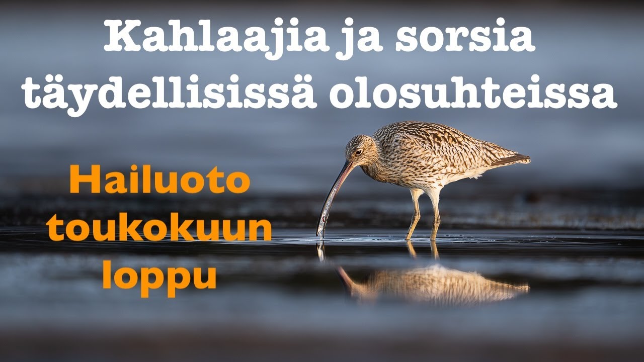 Kahlaajia ja sorsia täydellisissä olosuhteissa. Hailuoto toukokuun loppu.