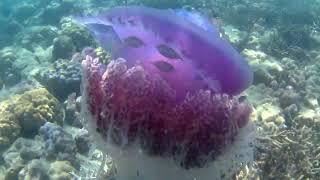 #giant jellyfish#Elephanta beach#Andaman and Nicobar Island 🏝 #beautiful#viral