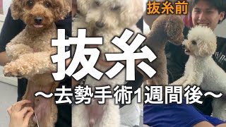 トイプードル2匹が去勢手術をしてから1週間、抜糸をしに行ってきた！Toy Poodle went to the hospital to remove the yarn