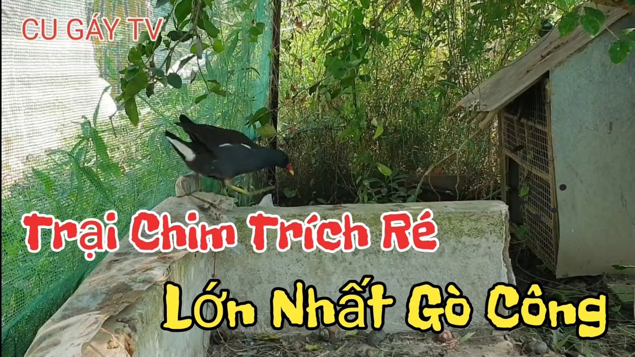 Thăm quan mô hình nuôi trích ré sinh sản - A Hiền - bẫy chim Gò Công