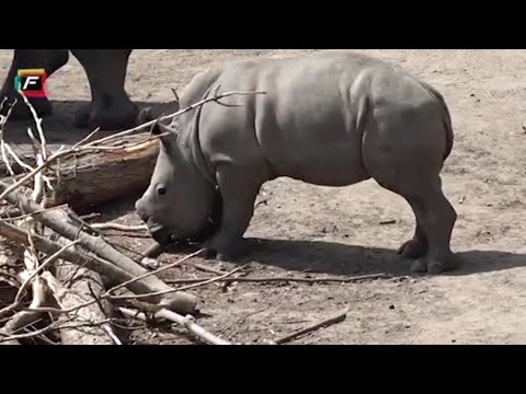 Video: Udlændinge Kan Se På Mennesker Som Dyr I En Zoologisk Have - Alternativ Visning